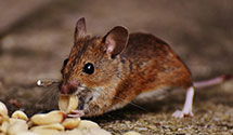 24 Hour & Emergency Exterminators in North Ocean City, MD